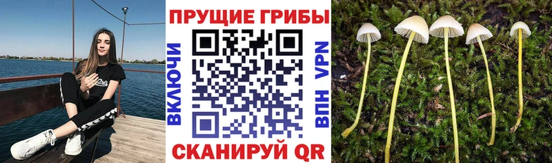 цены наркотик  Приозерск  Псилоцибиновые грибы MAGIC MUSHROOMS 